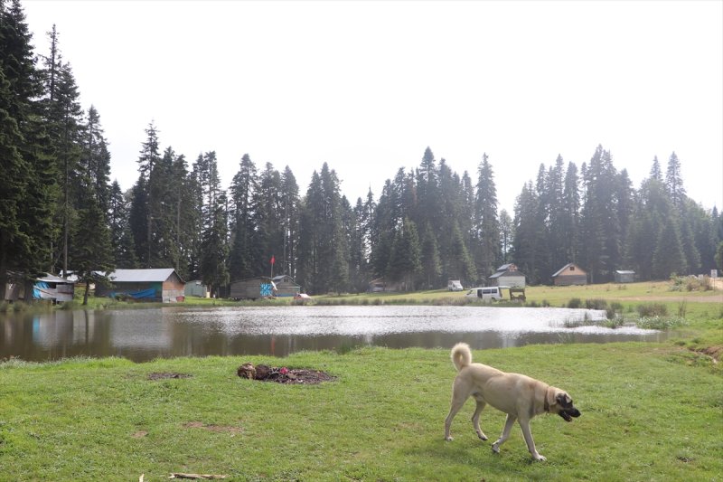 Karadeniz yaylaları sis altında