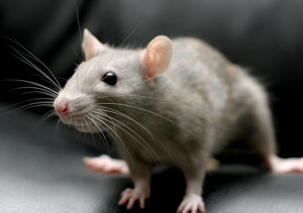 Hafızasıyla insanları sollayan 9 hayvan