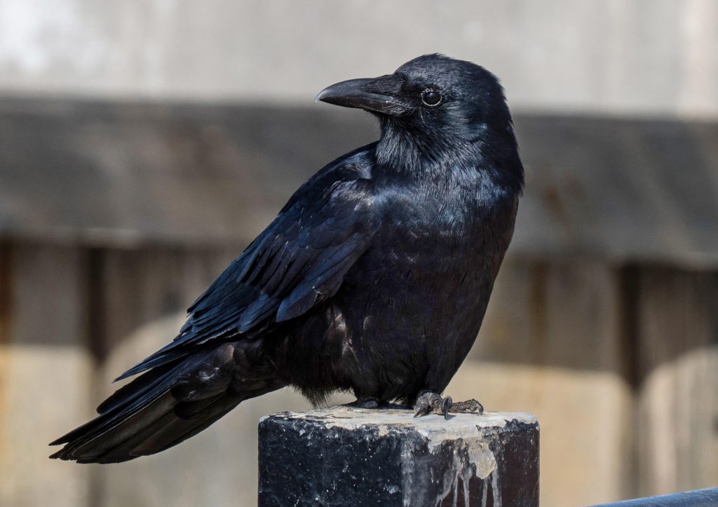 Hafızasıyla insanları sollayan 9 hayvan