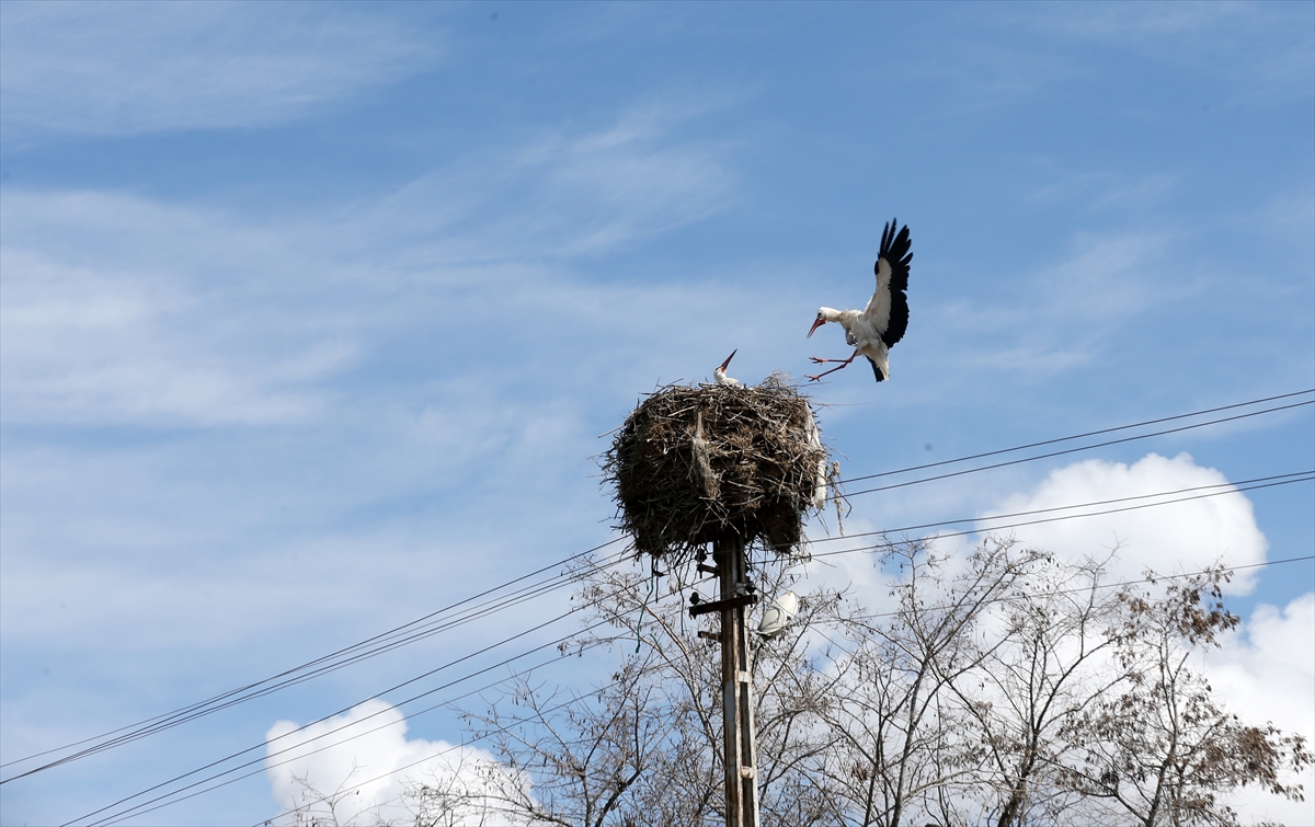 Baharın müjdecisi leyleklerin göçü başladı! Sıcak kentlerde yuvalandılar