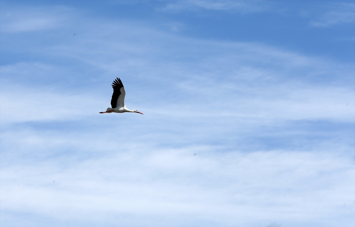 Baharın müjdecisi leyleklerin göçü başladı! Sıcak kentlerde yuvalandılar