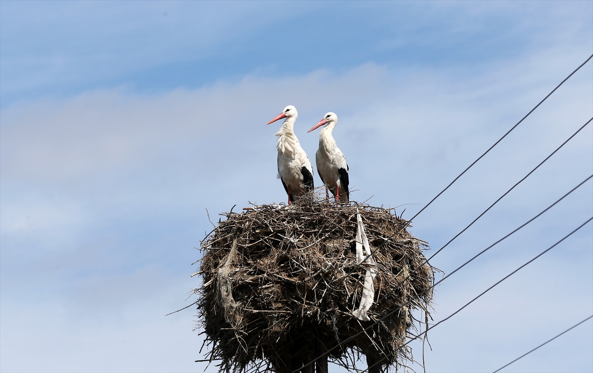 Baharın müjdecisi leyleklerin göçü başladı! Sıcak kentlerde yuvalandılar