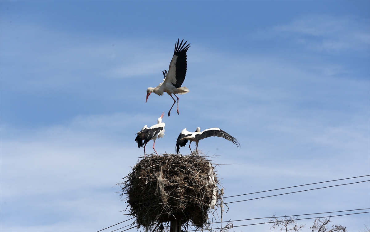Baharın müjdecisi leyleklerin göçü başladı! Sıcak kentlerde yuvalandılar