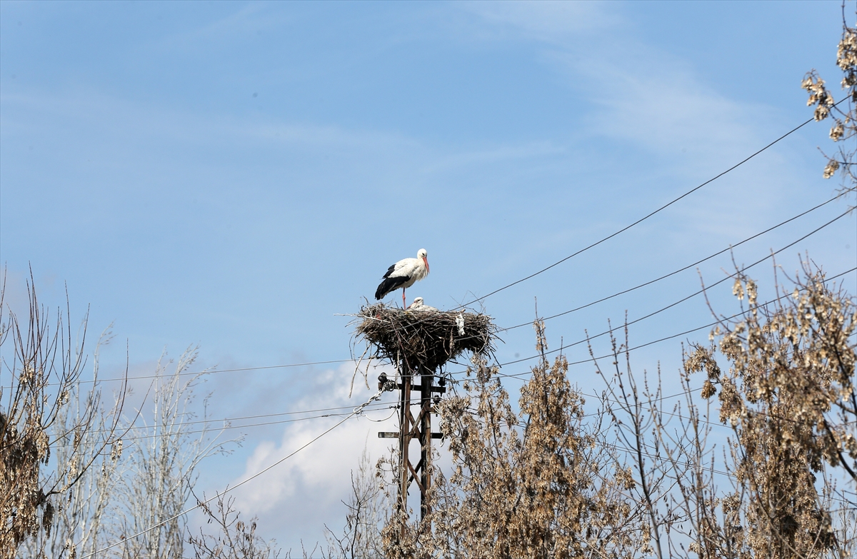 Baharın müjdecisi leyleklerin göçü başladı! Sıcak kentlerde yuvalandılar
