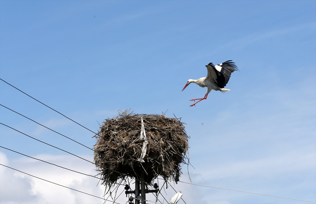 Baharın müjdecisi leyleklerin göçü başladı! Sıcak kentlerde yuvalandılar