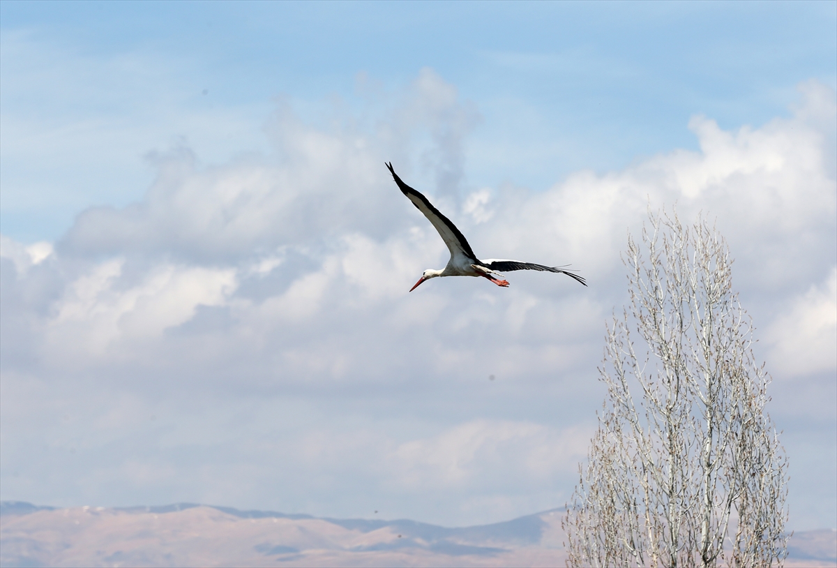 Baharın müjdecisi leyleklerin göçü başladı! Sıcak kentlerde yuvalandılar