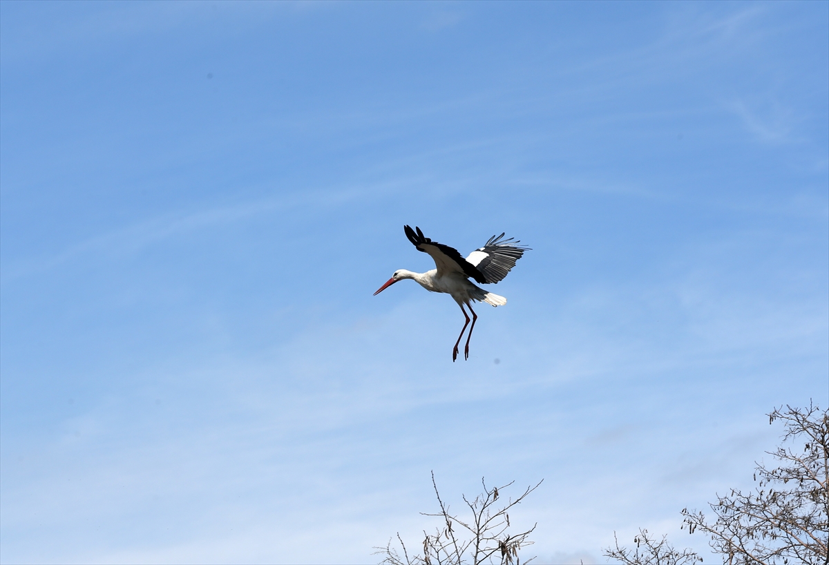 Baharın müjdecisi leyleklerin göçü başladı! Sıcak kentlerde yuvalandılar