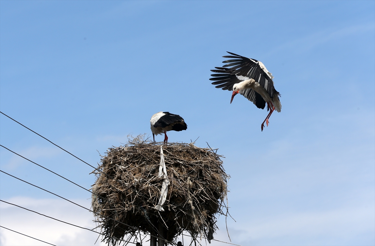 Baharın müjdecisi leyleklerin göçü başladı! Sıcak kentlerde yuvalandılar