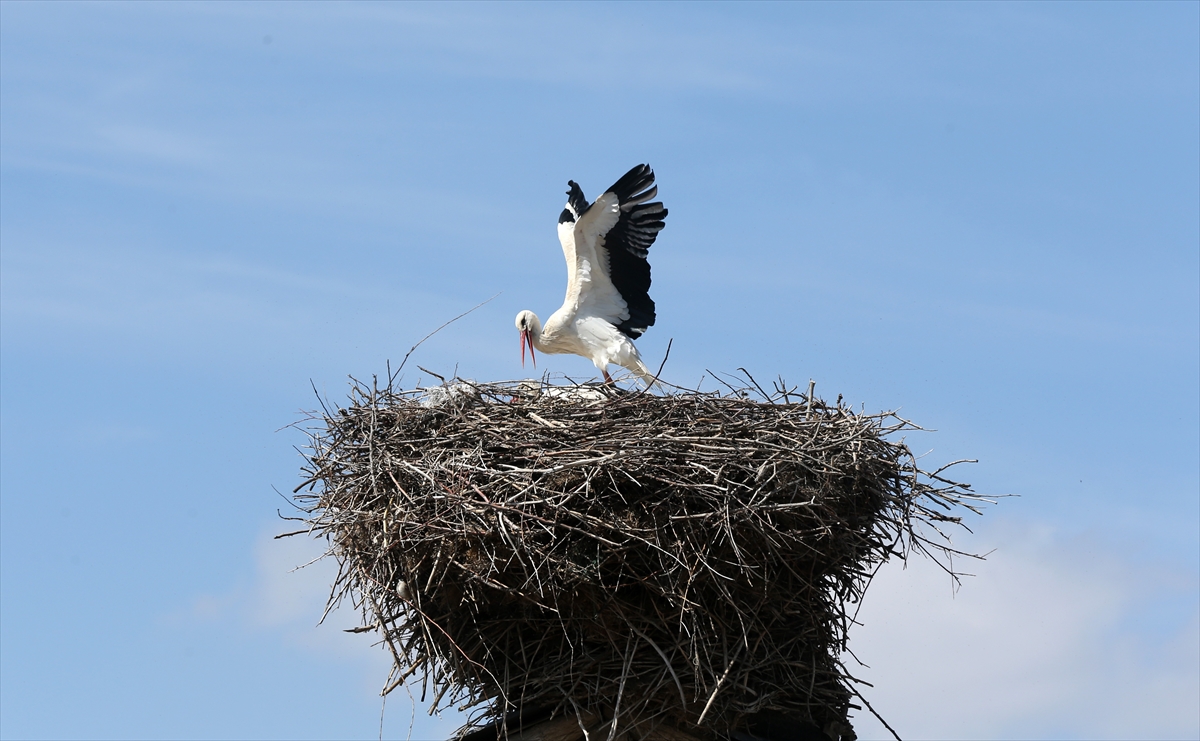 Baharın müjdecisi leyleklerin göçü başladı! Sıcak kentlerde yuvalandılar