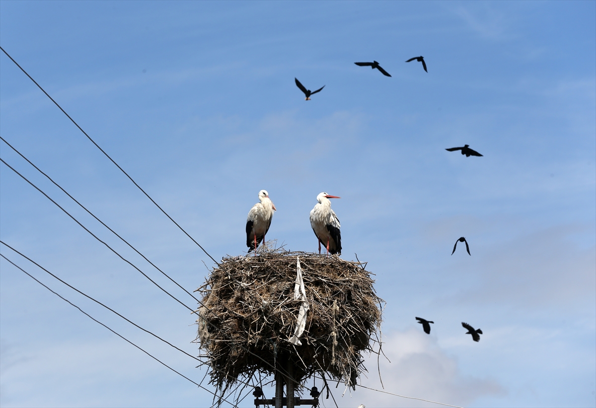 Baharın müjdecisi leyleklerin göçü başladı! Sıcak kentlerde yuvalandılar