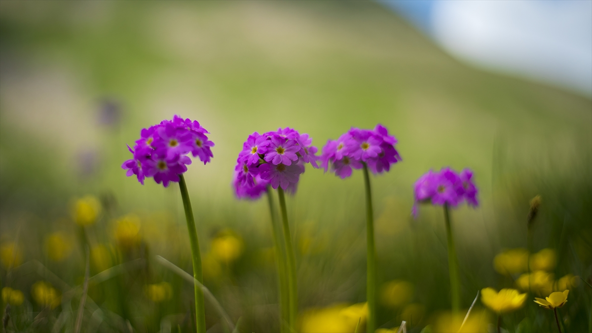 Kaçkar Dağları, bayramda doğa tutkunlarının uğrak adresi oldu