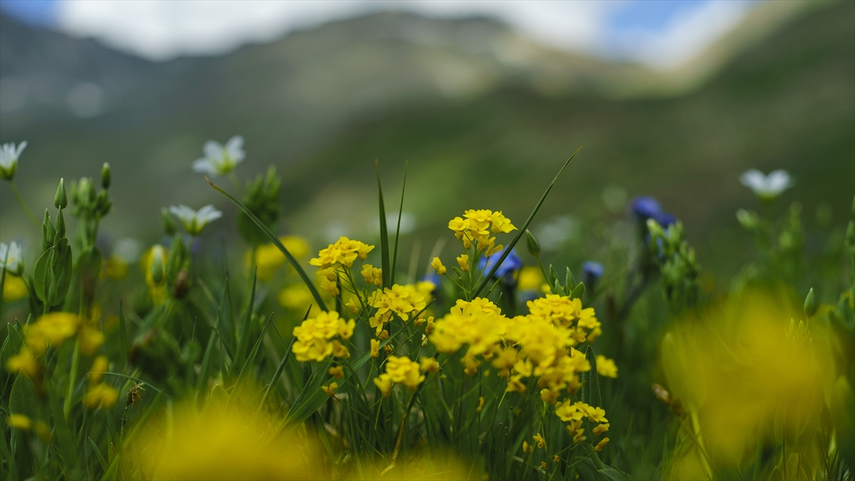 Kaçkar Dağları, bayramda doğa tutkunlarının uğrak adresi oldu