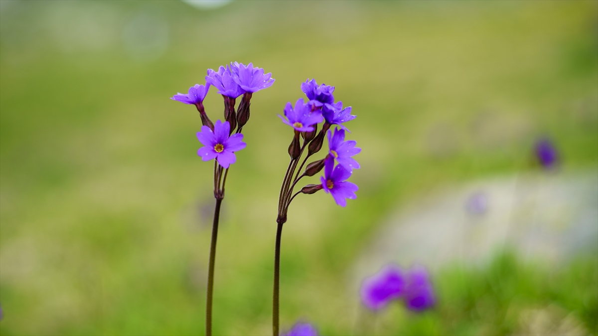 Kaçkar Dağları, bayramda doğa tutkunlarının uğrak adresi oldu