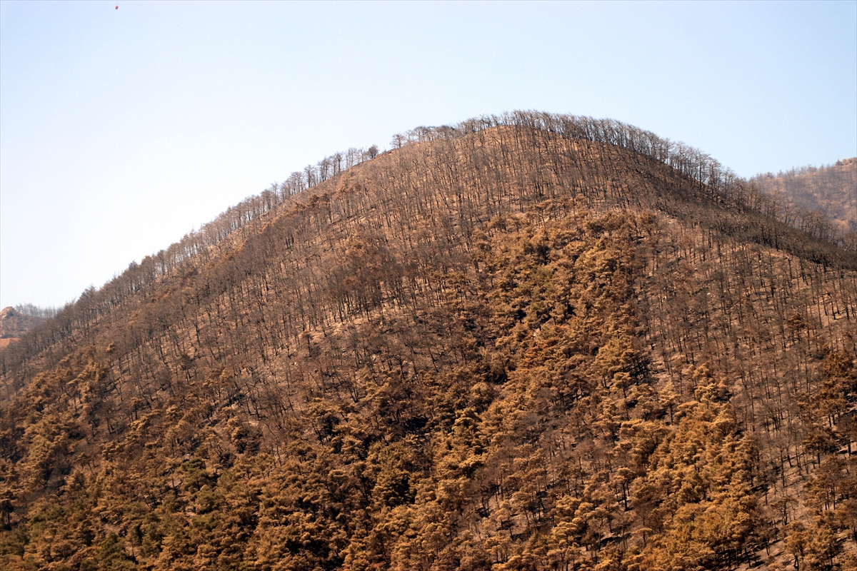 3 gün boyunca alev alev yandı! Hatay'da orman yangınından geriye kalan manzara