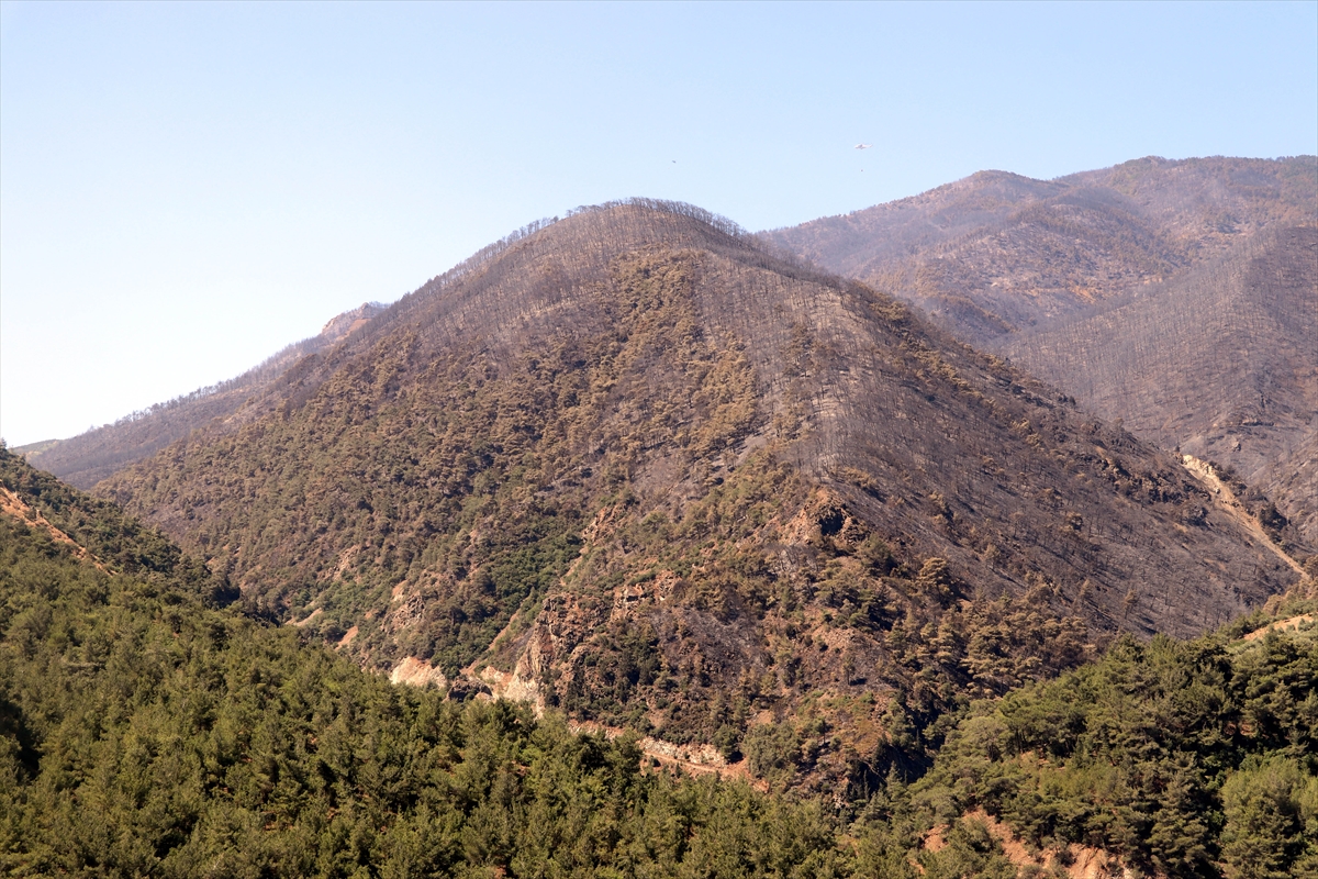 3 gün boyunca alev alev yandı! Hatay'da orman yangınından geriye kalan manzara