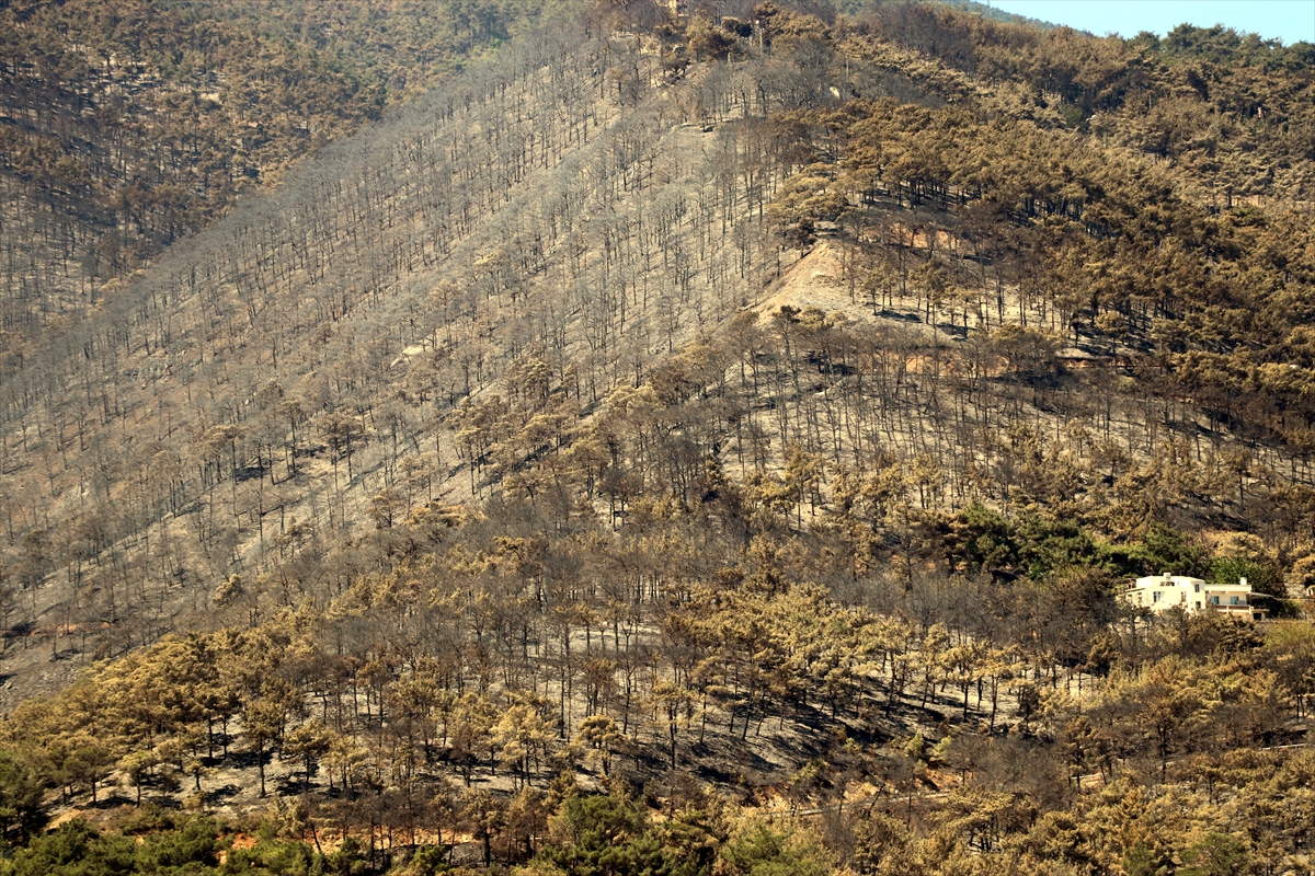 3 gün boyunca alev alev yandı! Hatay'da orman yangınından geriye kalan manzara