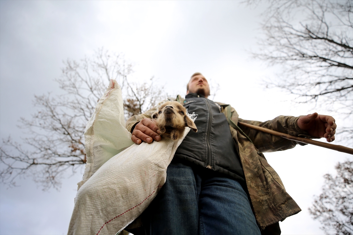 Yıldız Dağları, oğlak ve kuzu sesleriyle yankılanıyor