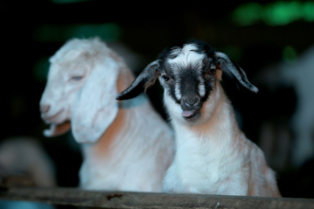 Yıldız Dağları, oğlak ve kuzu sesleriyle yankılanıyor