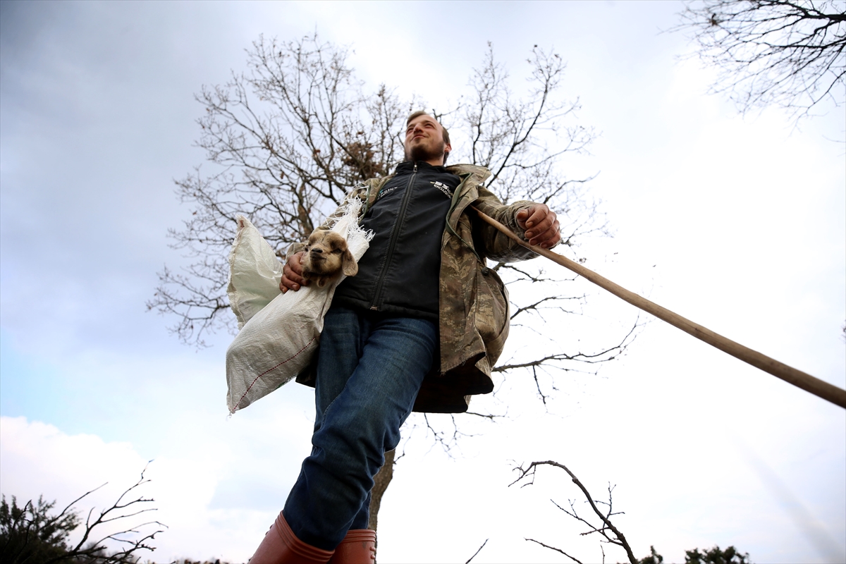 Yıldız Dağları, oğlak ve kuzu sesleriyle yankılanıyor