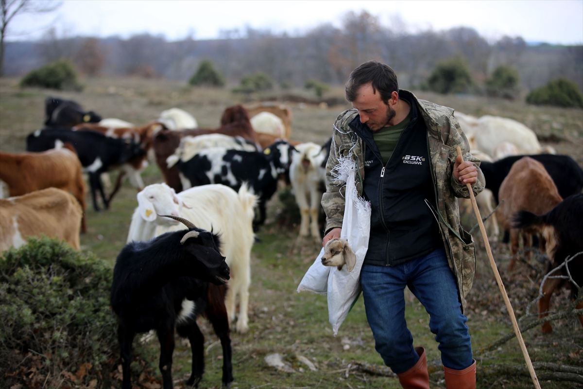 Yıldız Dağları, oğlak ve kuzu sesleriyle yankılanıyor
