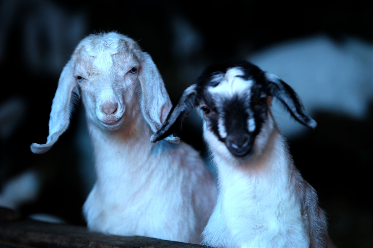 Yıldız Dağları, oğlak ve kuzu sesleriyle yankılanıyor