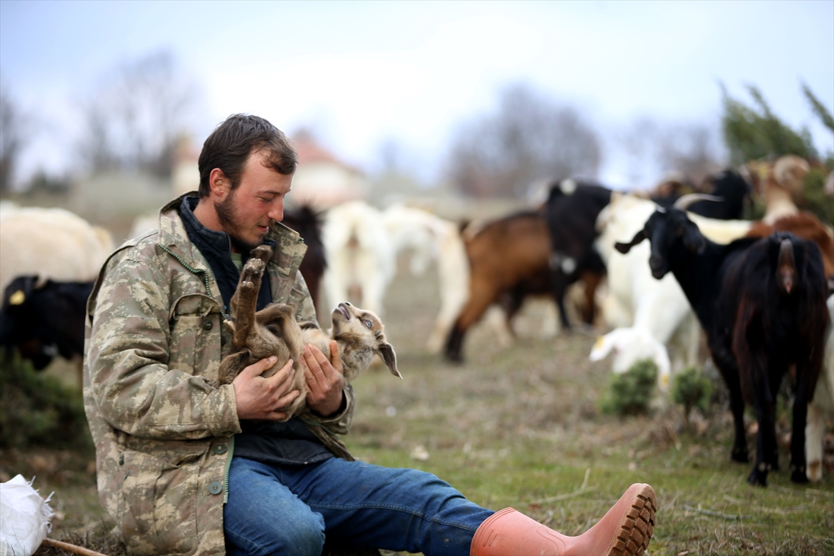 Yıldız Dağları, oğlak ve kuzu sesleriyle yankılanıyor