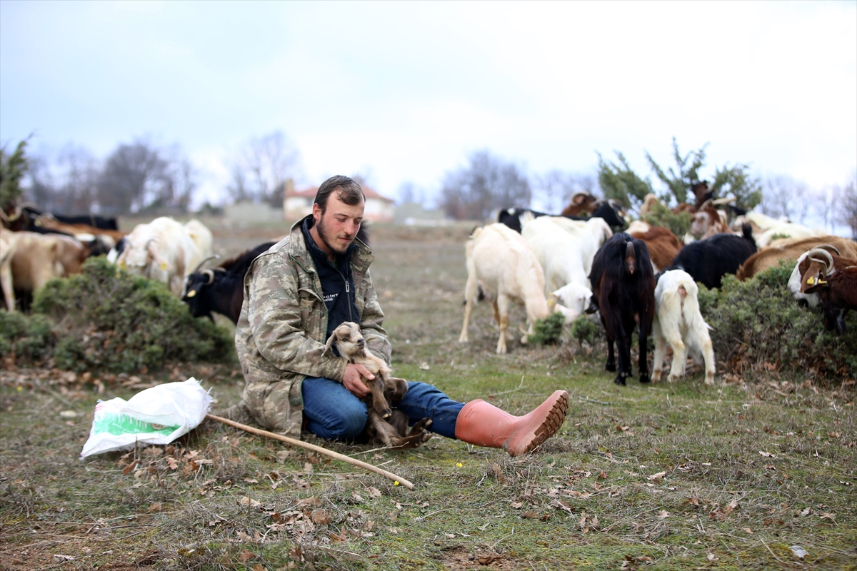 Yıldız Dağları, oğlak ve kuzu sesleriyle yankılanıyor