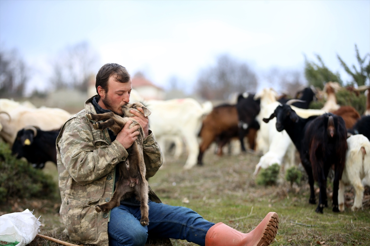 Yıldız Dağları, oğlak ve kuzu sesleriyle yankılanıyor