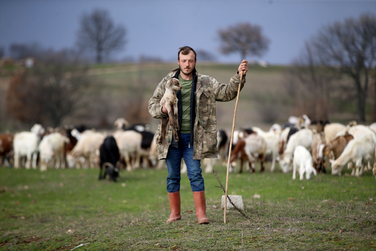 Yıldız Dağları, oğlak ve kuzu sesleriyle yankılanıyor