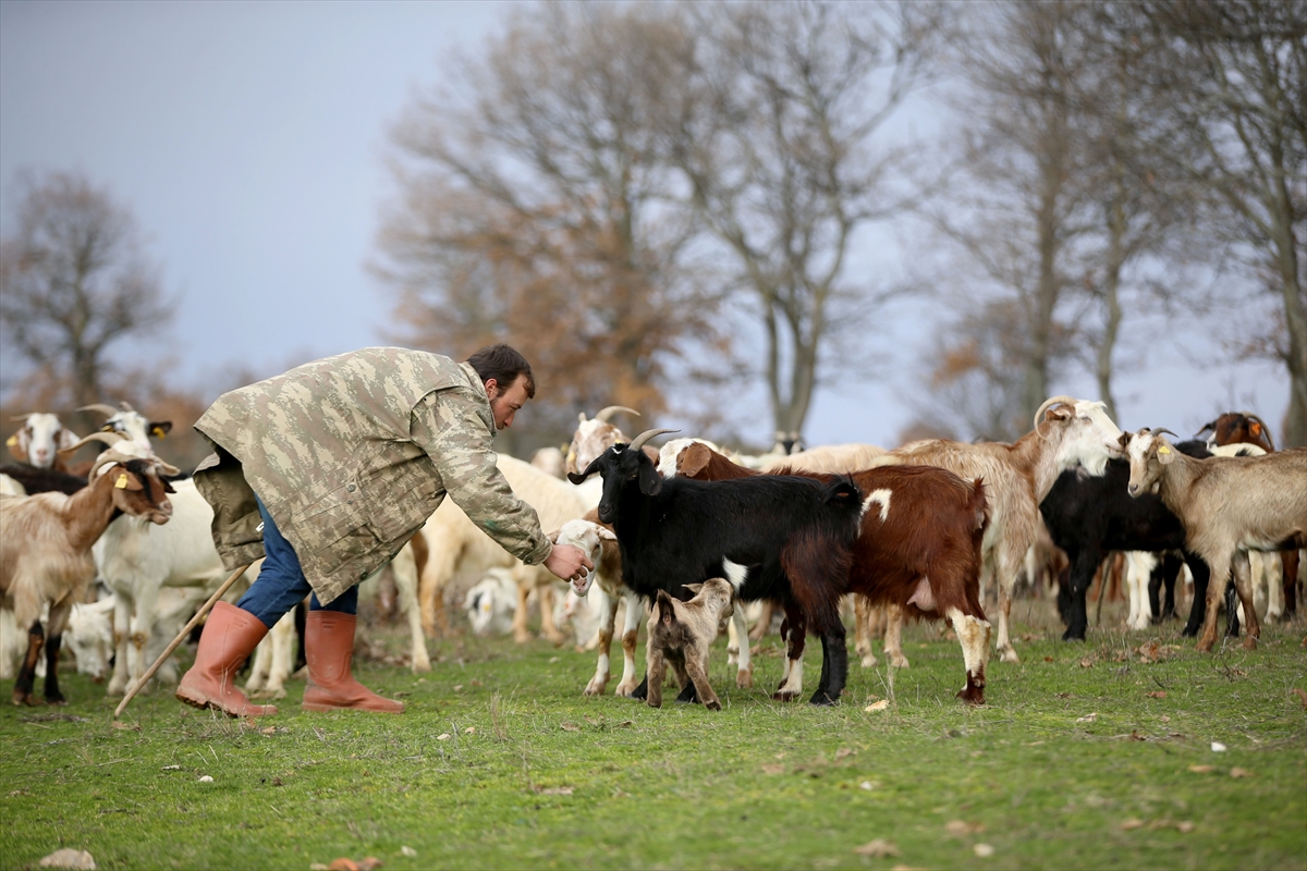 Yıldız Dağları, oğlak ve kuzu sesleriyle yankılanıyor