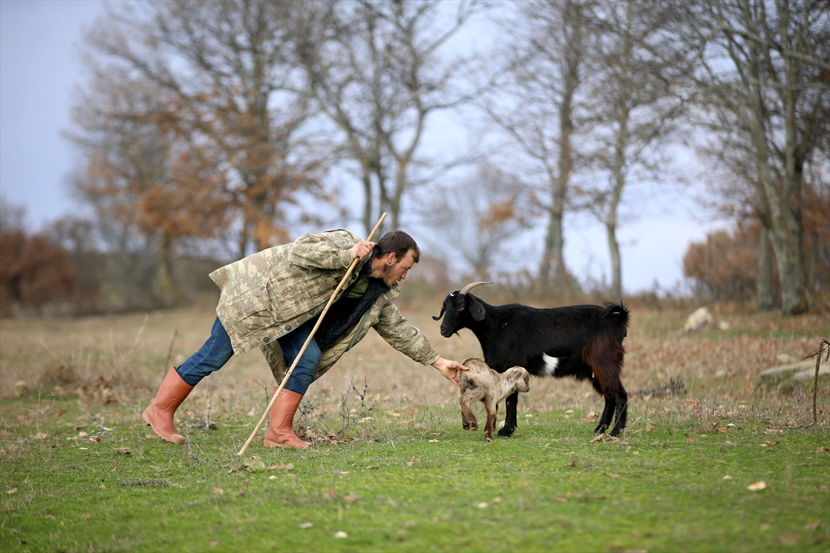 Yıldız Dağları, oğlak ve kuzu sesleriyle yankılanıyor