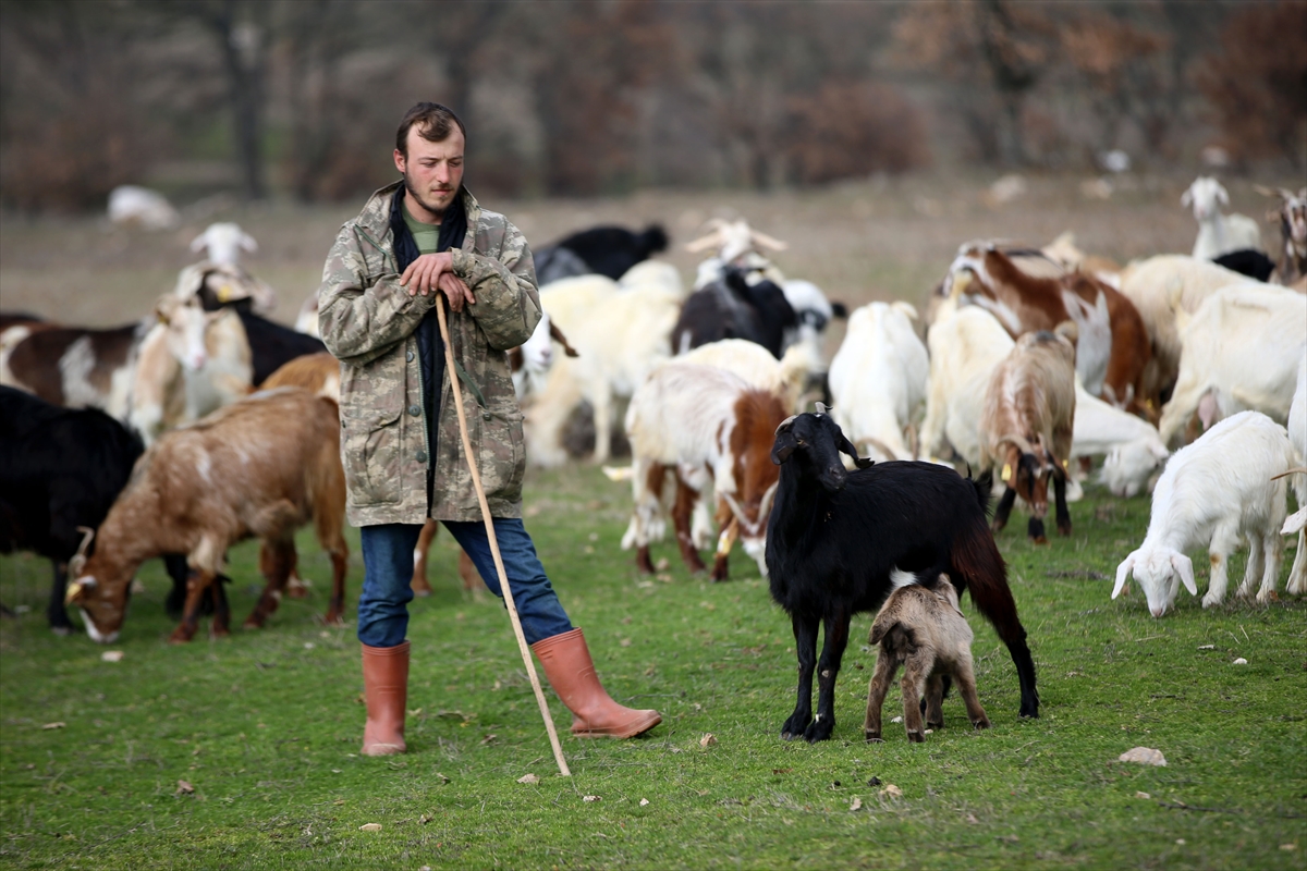 Yıldız Dağları, oğlak ve kuzu sesleriyle yankılanıyor