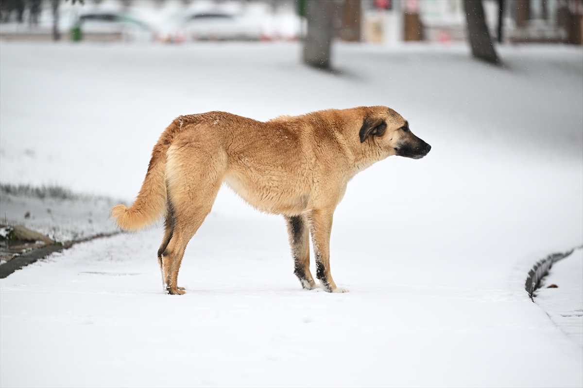 Ankara'ya mart ayında lapa lapa kar yağdı: Beyaza bürünen kentten kareler...