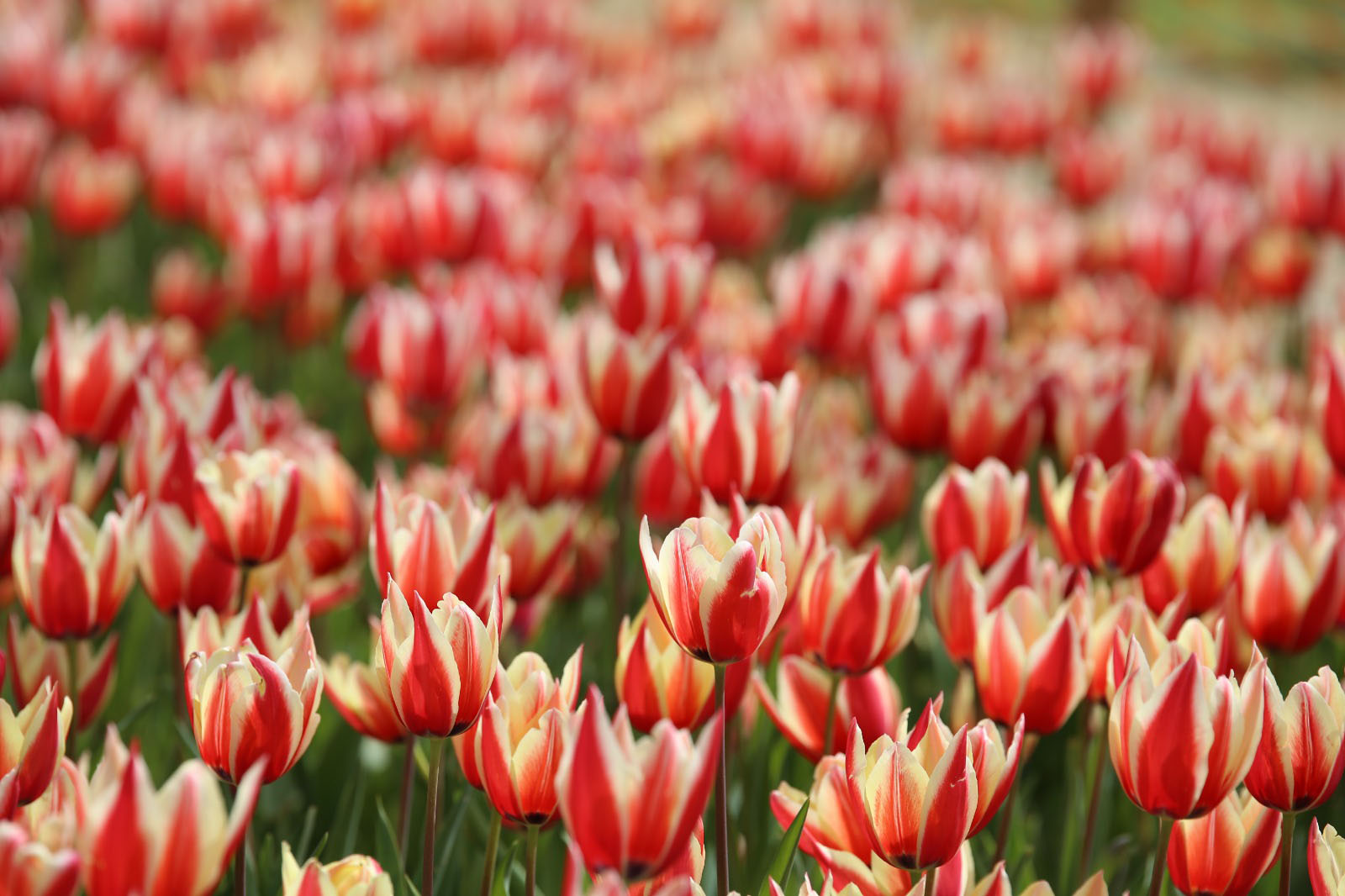 İstanbul'da 'lale şenliği' başladı