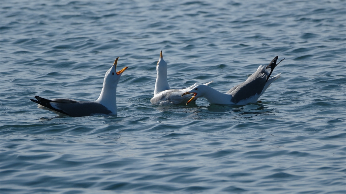 Kars'ta Çıldır Gölü'nün üzerindeki buzlar erimeye başladı