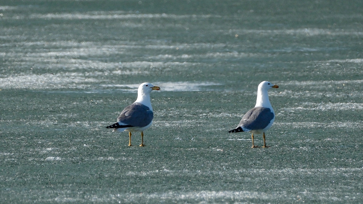 Kars'ta Çıldır Gölü'nün üzerindeki buzlar erimeye başladı