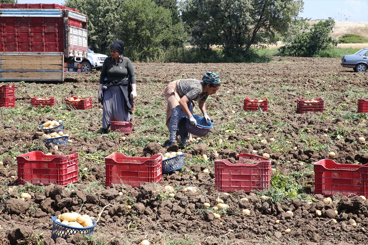 Muğla'da çiftçilerin yoğun mesaisi: Turfanda patatesin son hasadı yapılıyor