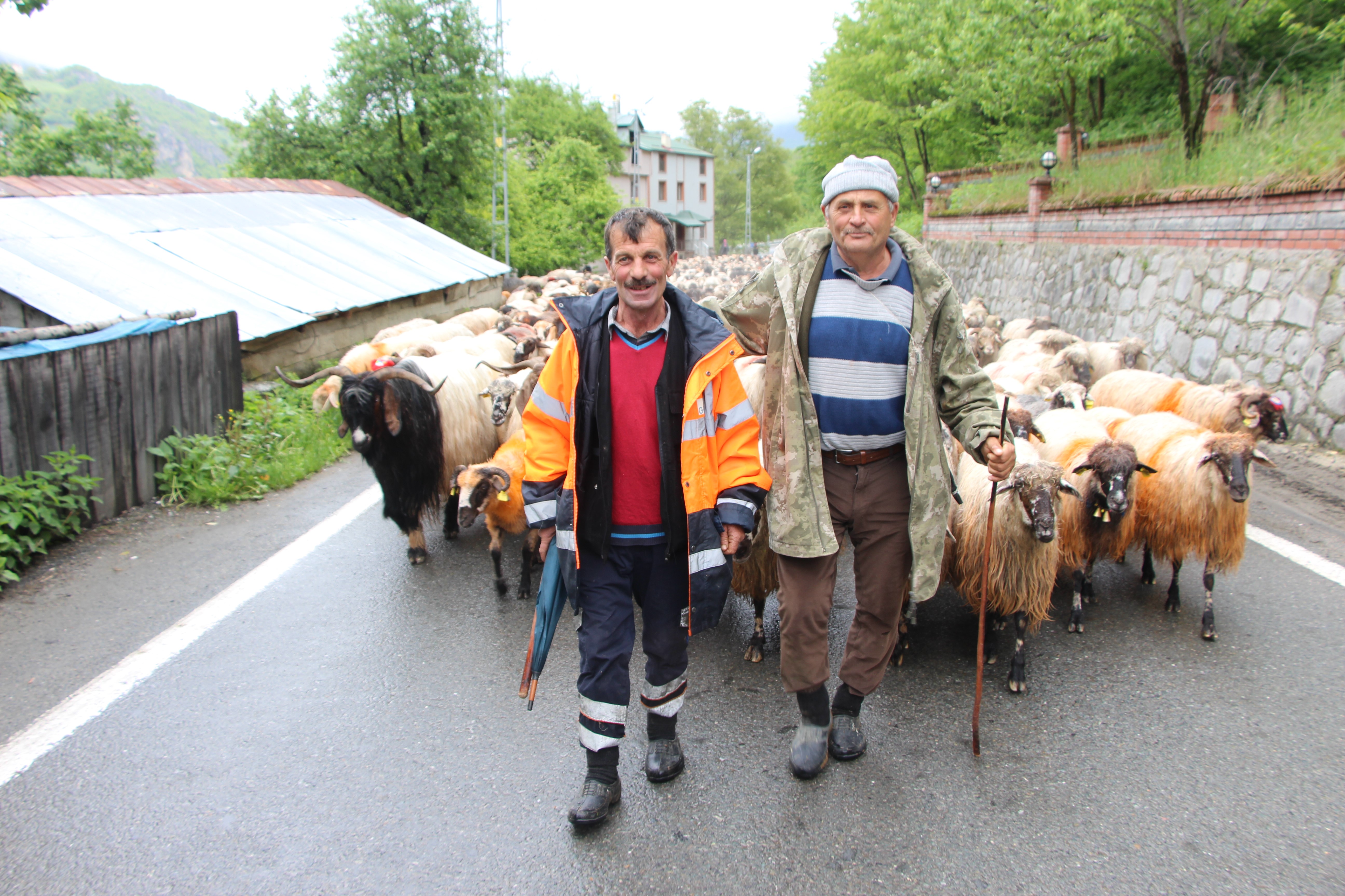 Trabzon'da besilerin yaylalara zorlu göçü başladı