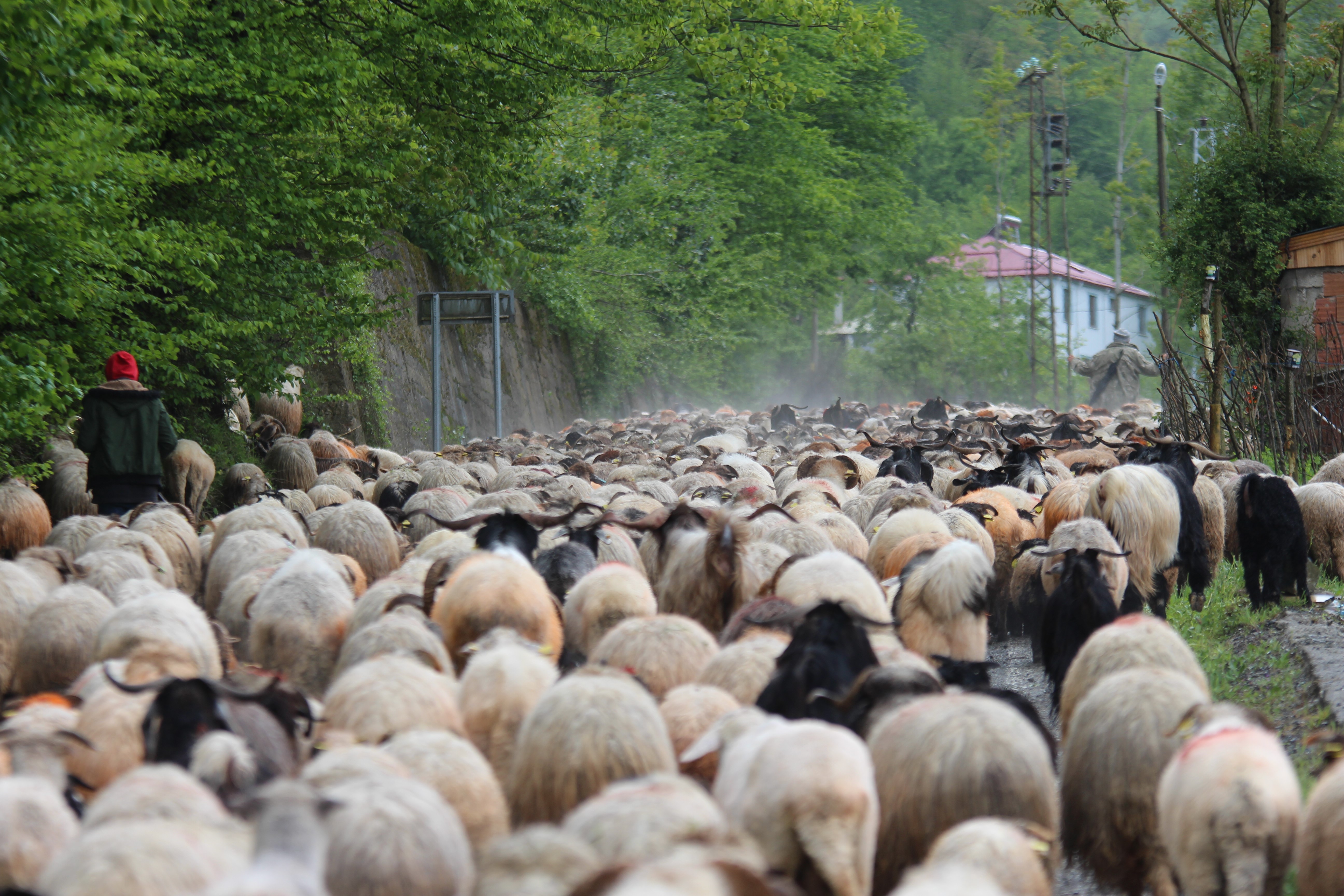 Trabzon'da besilerin yaylalara zorlu göçü başladı