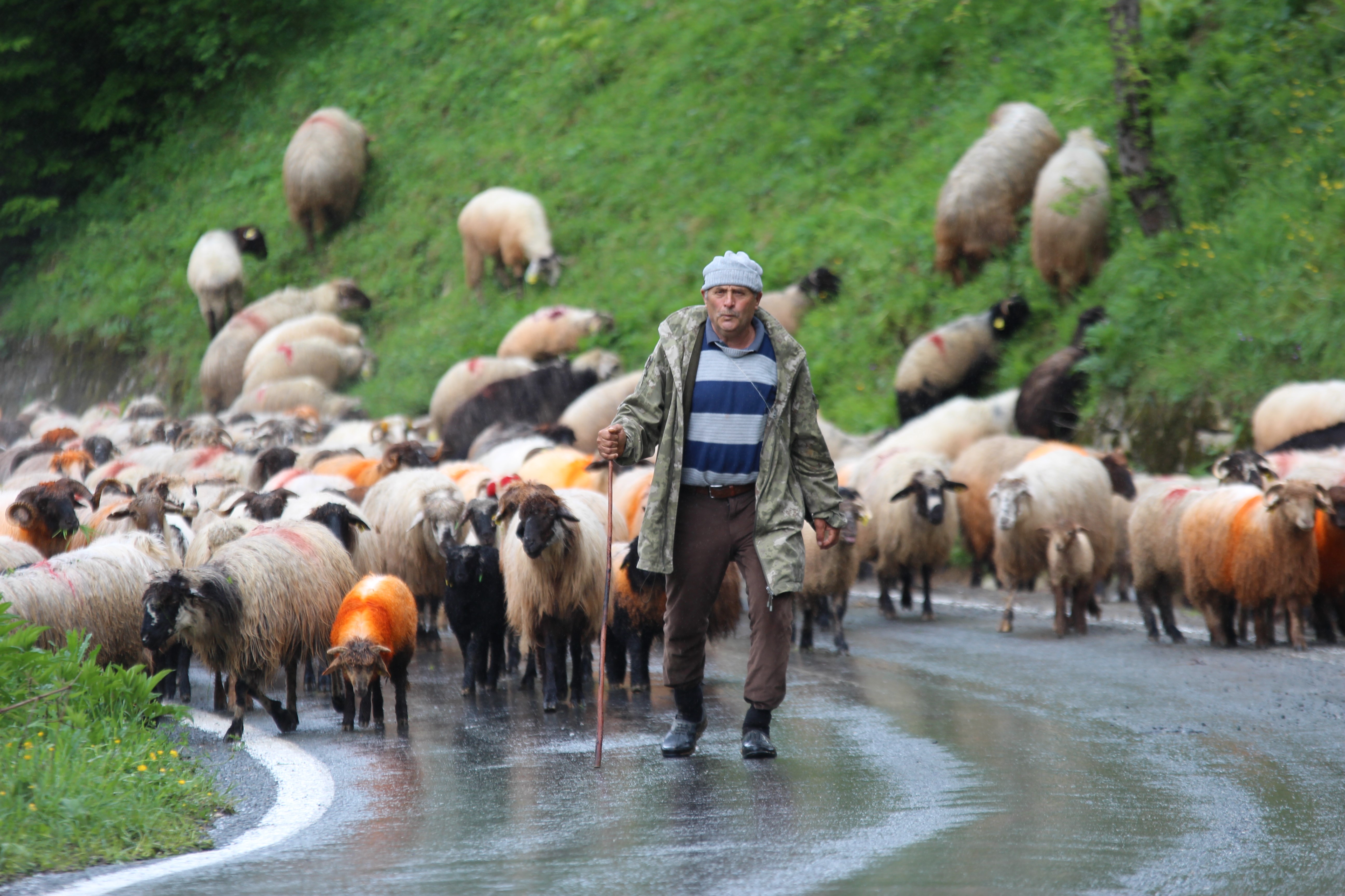 Trabzon'da besilerin yaylalara zorlu göçü başladı