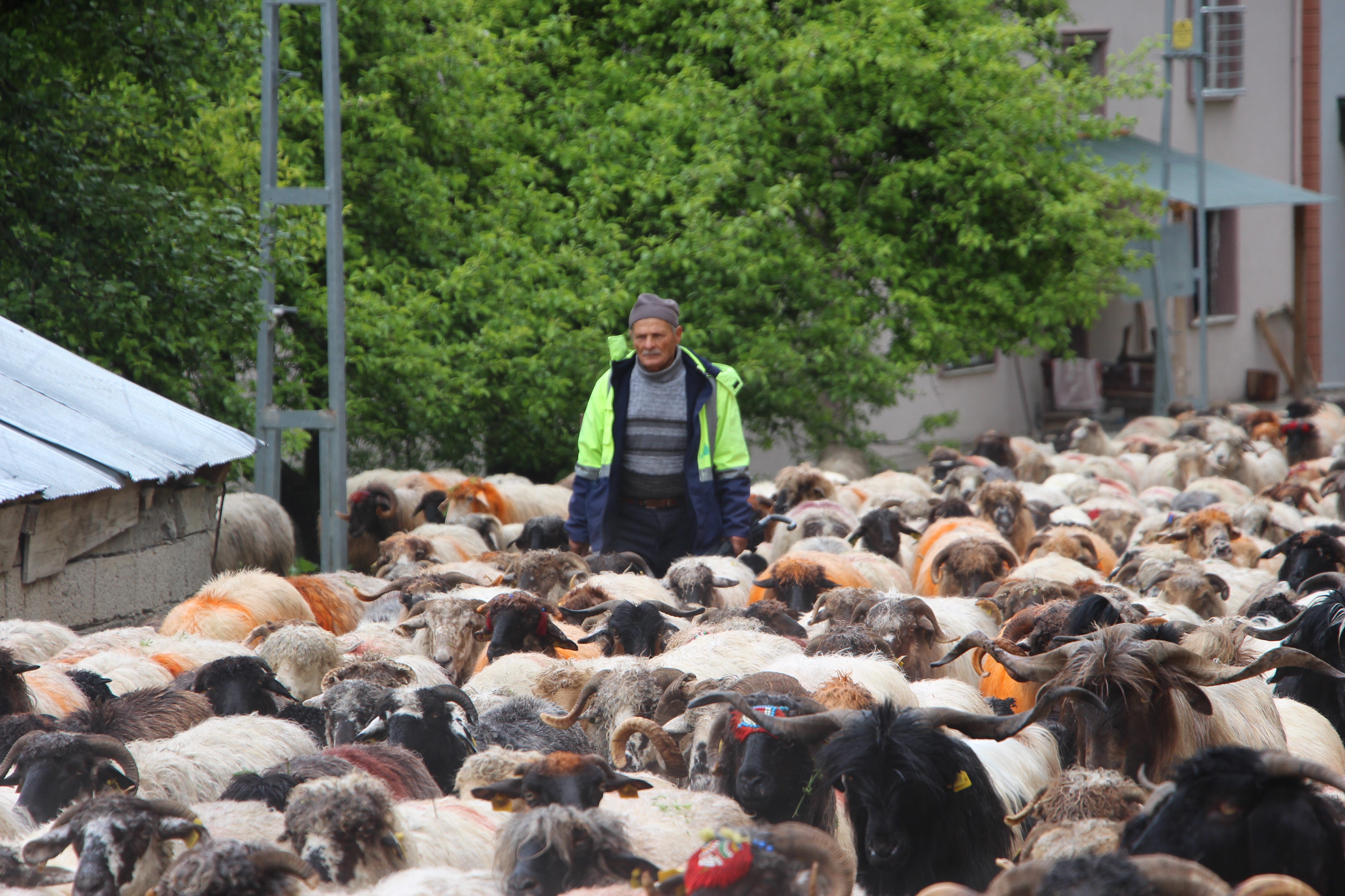 Trabzon'da besilerin yaylalara zorlu göçü başladı