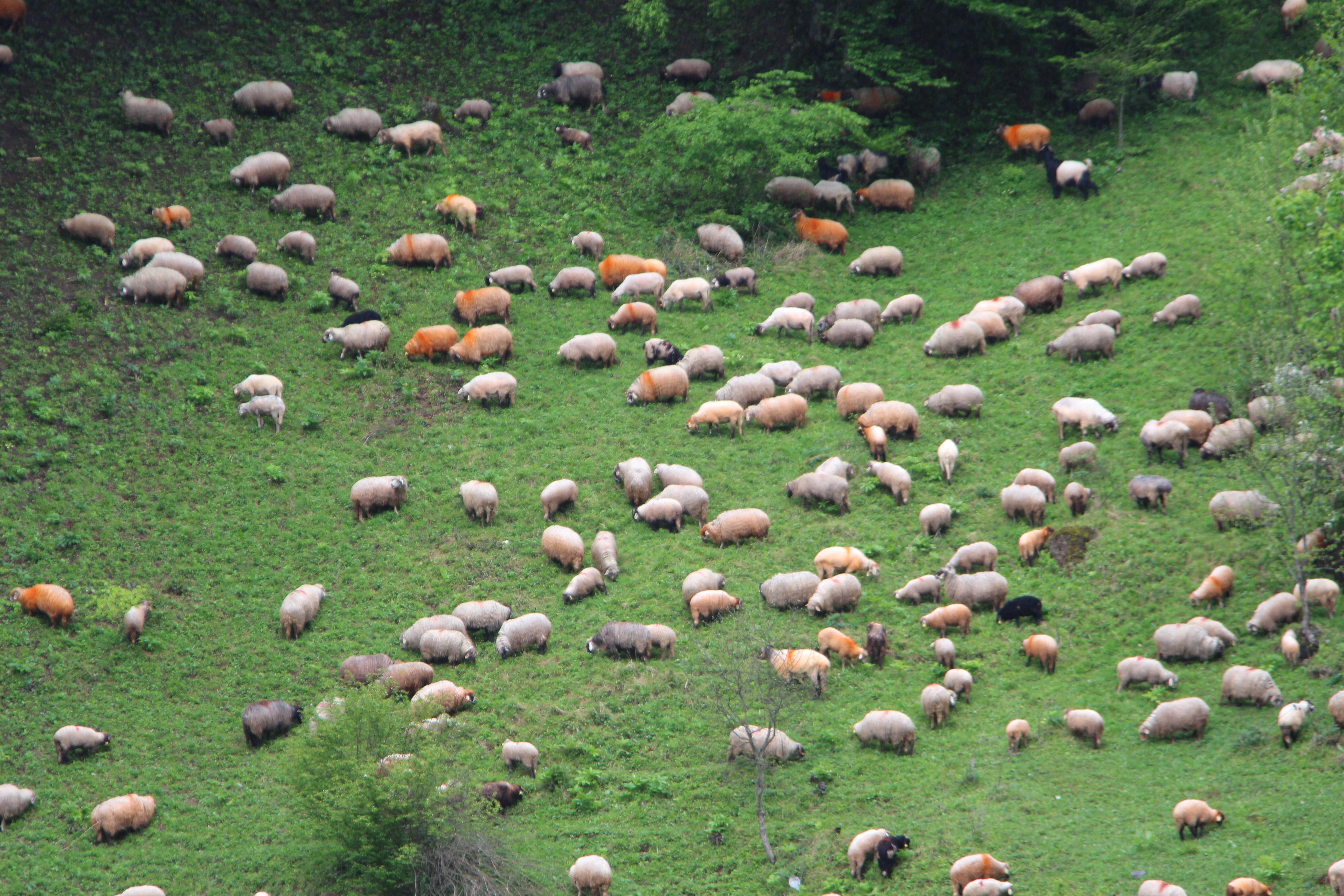 Trabzon'da besilerin yaylalara zorlu göçü başladı