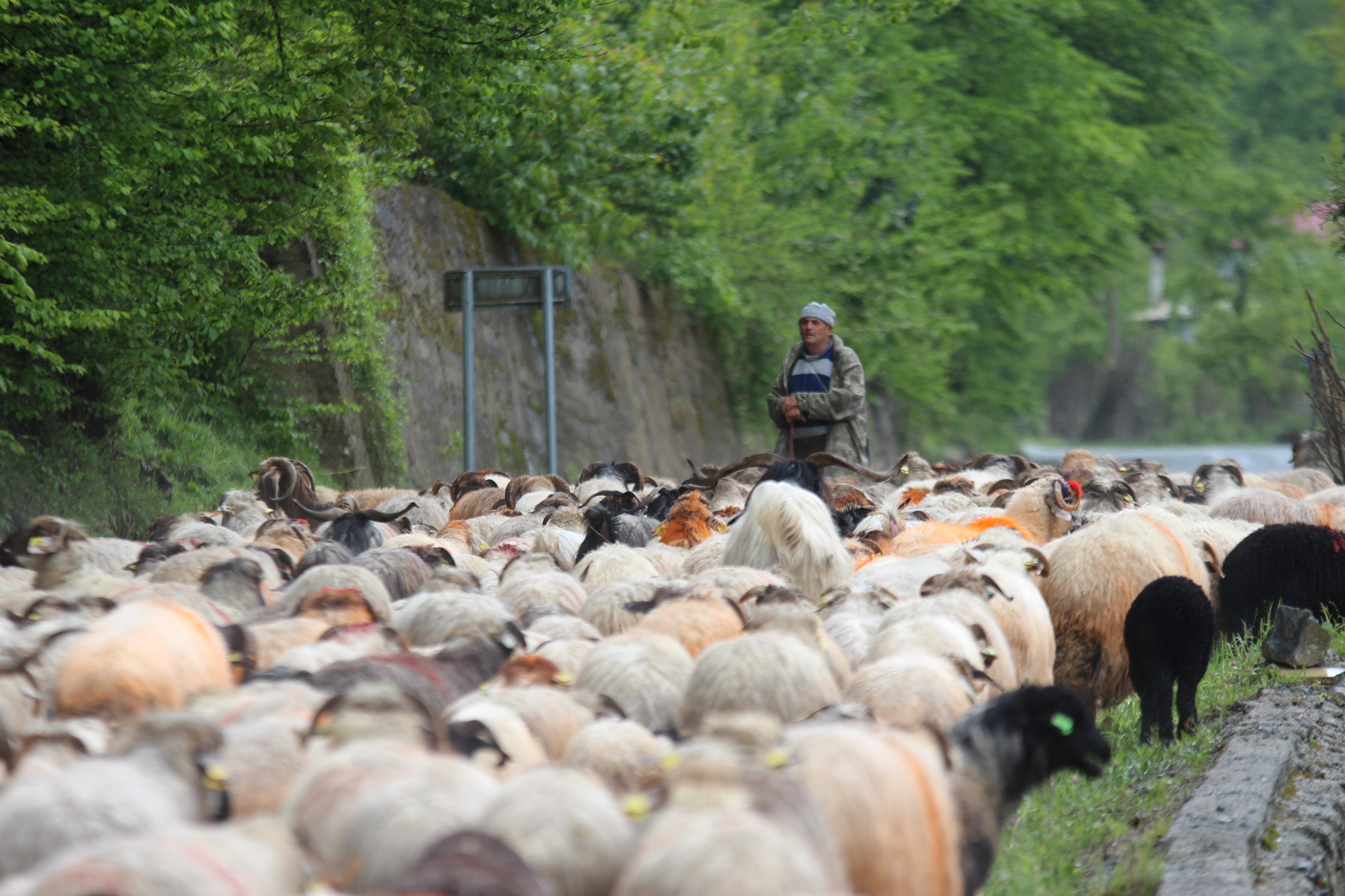 Trabzon'da besilerin yaylalara zorlu göçü başladı