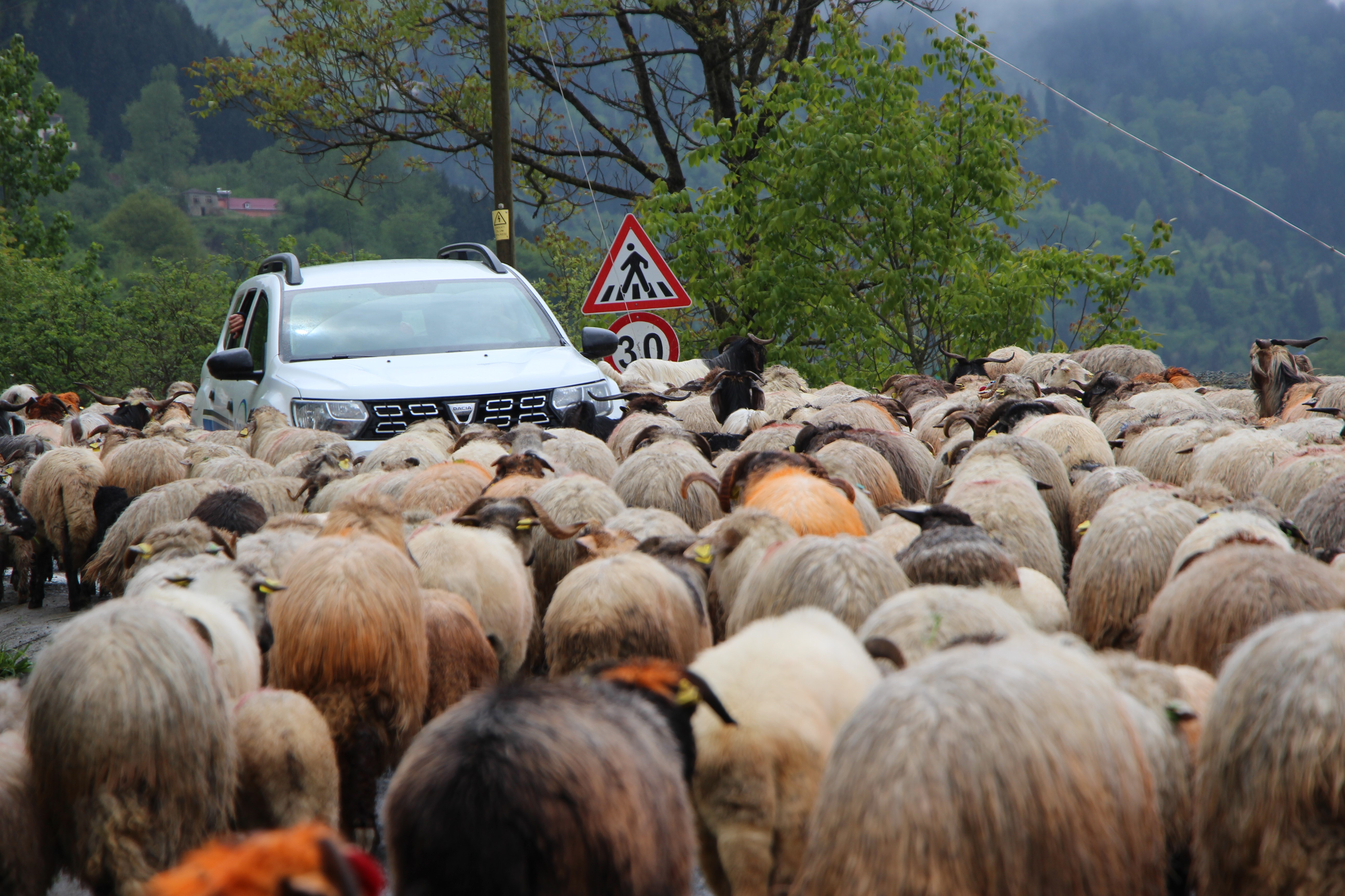 Trabzon'da besilerin yaylalara zorlu göçü başladı