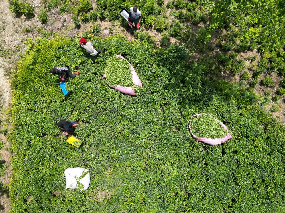 Doğu Karadeniz'de Senegalliler çay bahçesine indi