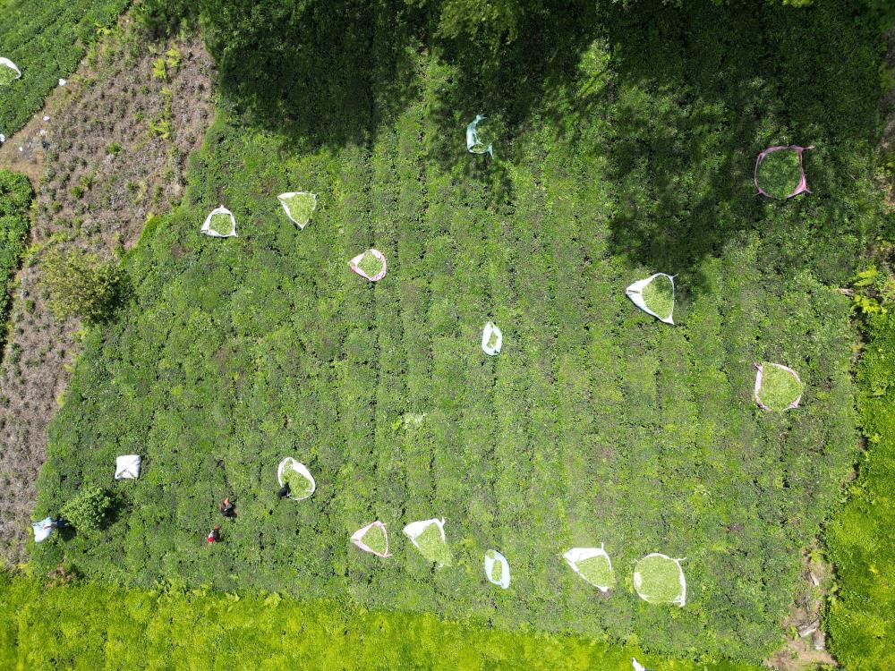 Doğu Karadeniz'de Senegalliler çay bahçesine indi