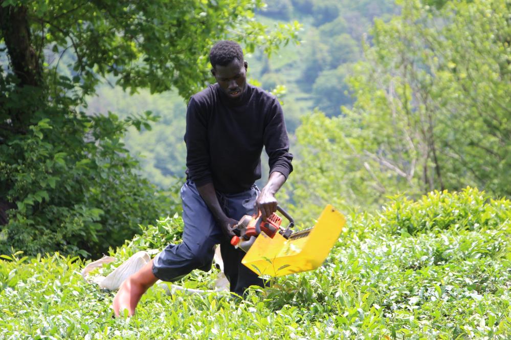 Doğu Karadeniz'de Senegalliler çay bahçesine indi