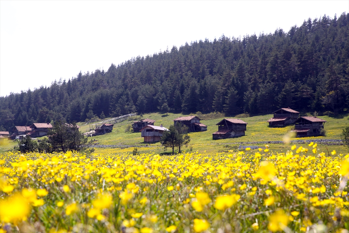 Kastamonu'ya bahar geldi: Yaylalar yeşile büründü