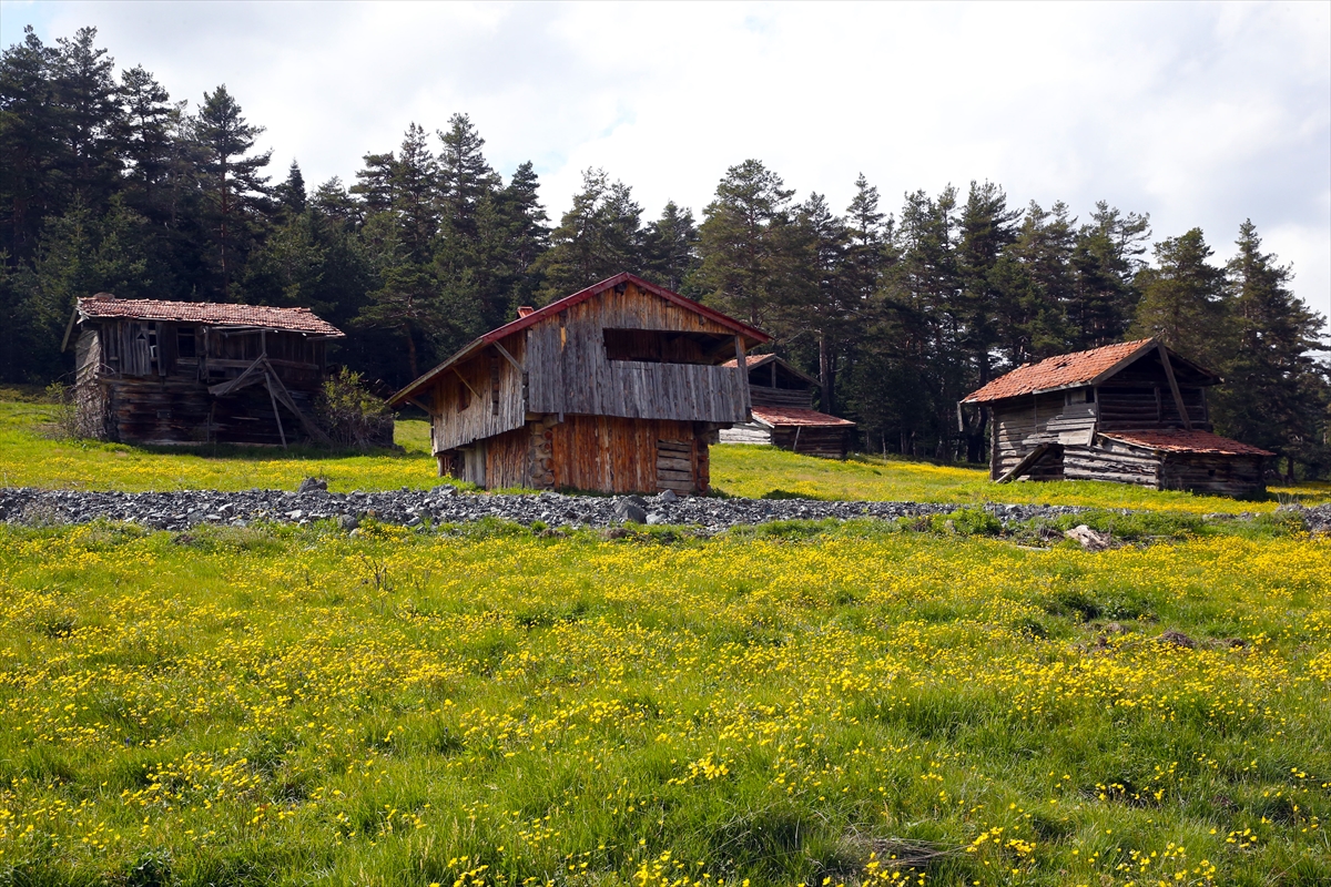 Kastamonu'ya bahar geldi: Yaylalar yeşile büründü
