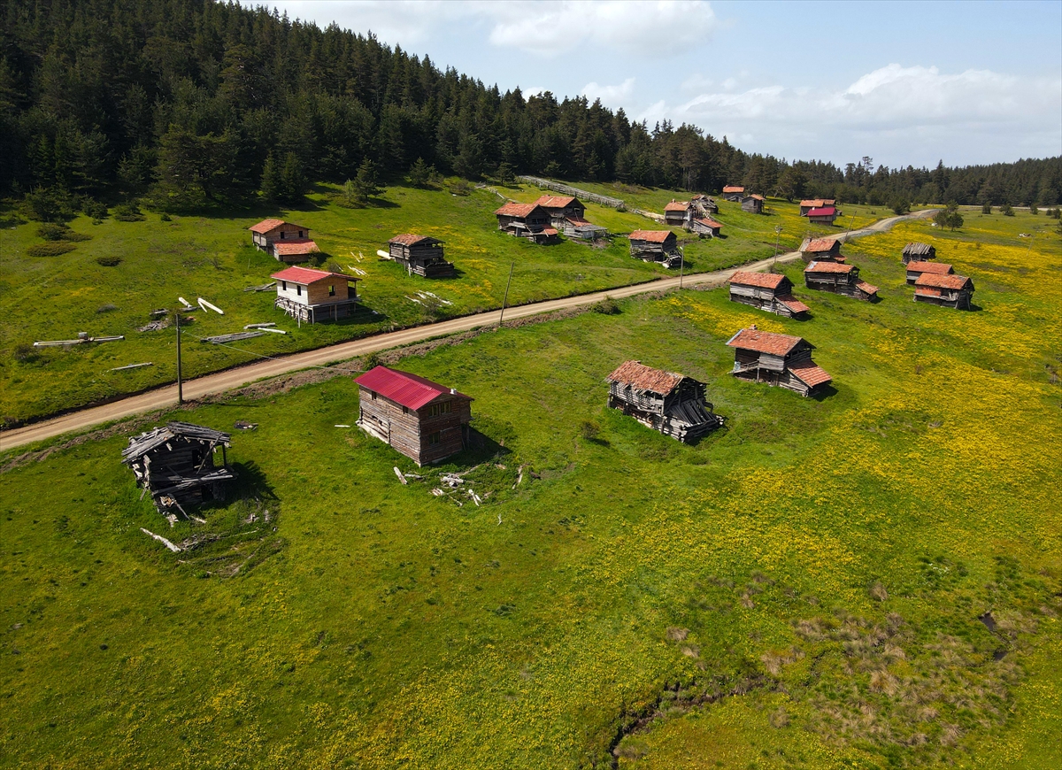 Kastamonu'ya bahar geldi: Yaylalar yeşile büründü